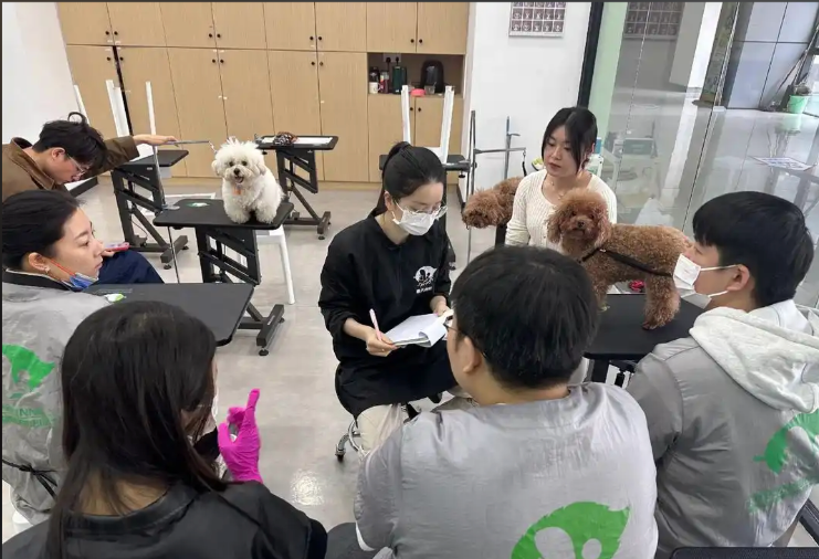 阜阳市宠物美容学习宠物美容培训学校 - 哪里好